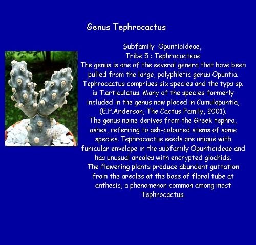 06 _Tephrocactus